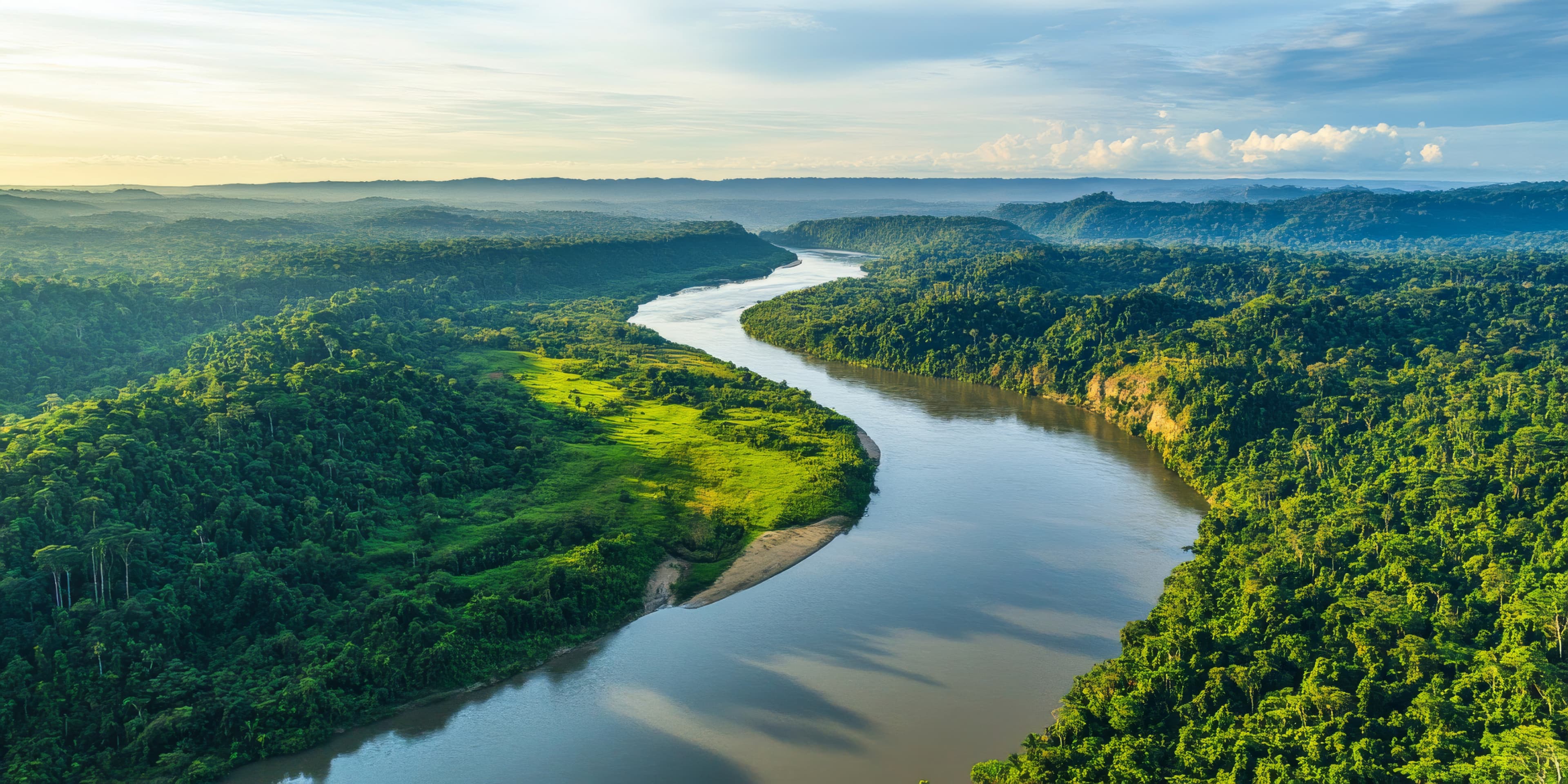 Uma floresta com um rio